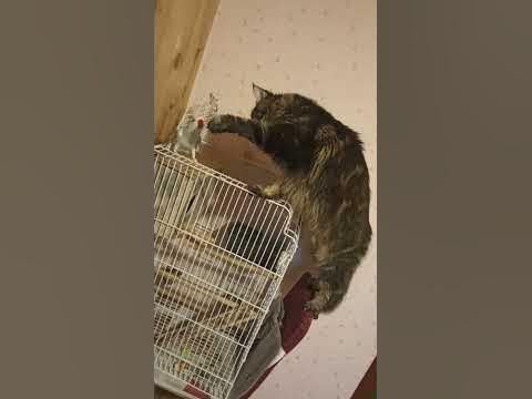 знакомство Буси с Барсом) - YouTube