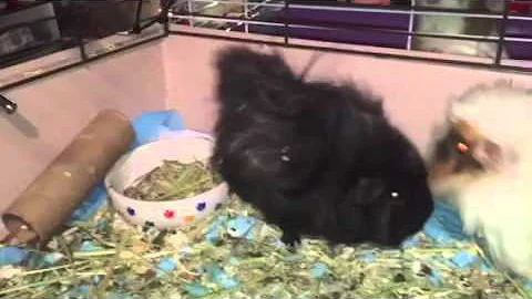 Video 1347741: female abyssinian