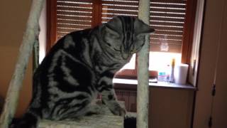 Dreamy, my British Shorthair kitty and the chandelier by Dreamy Cat 68 views 7 years ago 51 seconds