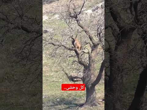 بز کوهی رفته سر درخت مگه میشه Animal Animals اكسبلور 