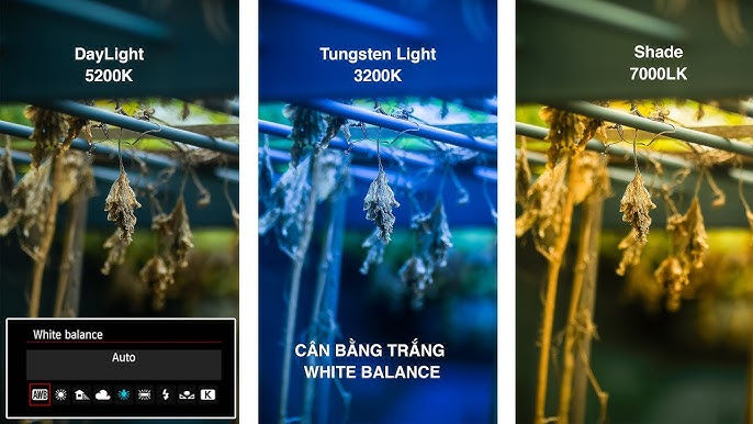 White Balance - Làm chủ màu sắc với cân bằng trắng - YouTube
