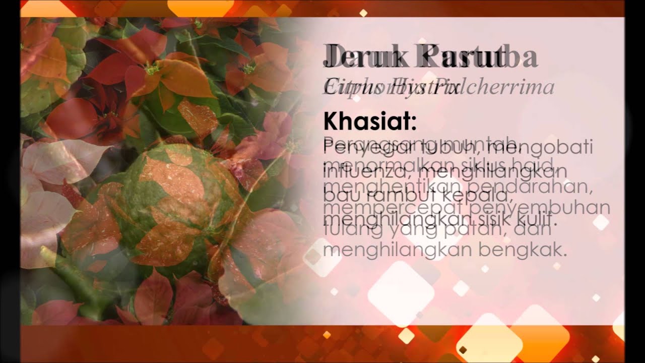 Jamu bukti mentjos - Mengenal tanaman ramuan obat tradisional 