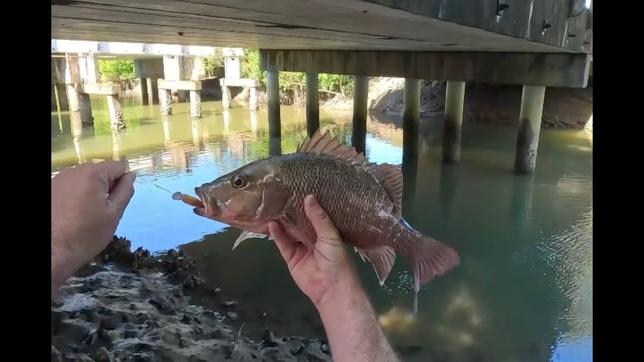 Land Based Fishing In Cairns For Mangrove Jack YouTube