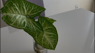 Planta de flexa planta de sombra e de agua