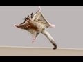 ★TOP 10 Sugar Glider Flights!★