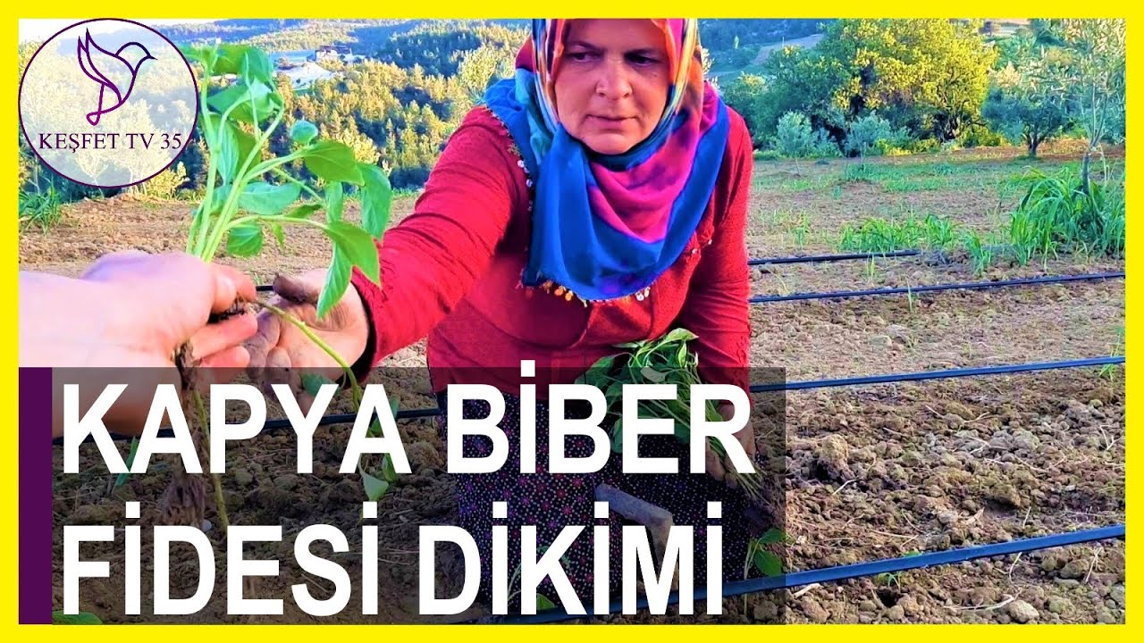 KAPYA BİBER FİDESİ NASIL EKİLİR? | KAPYA BİBER NASIL DİKİLİR? | KAPYA BİBER YETİŞTİRİCİLİĞİ