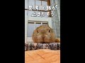 眠そうなうさぎさんにおやつをあげたらこうなりました #うさぎ #bunny #Shorts