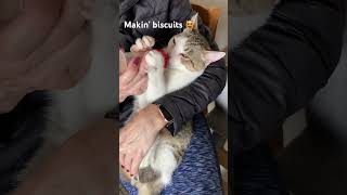 Bottle fed rescue kitten making biscuits