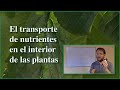 Transporte de nutrientes en las plantas