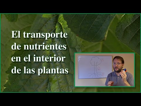 Video: ¿Por qué es importante el transporte para las plantas?
