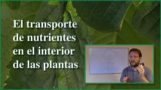 Transporte de nutrientes en las plantas
