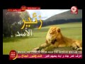 زئير الاسد قناة طيور الجنة 