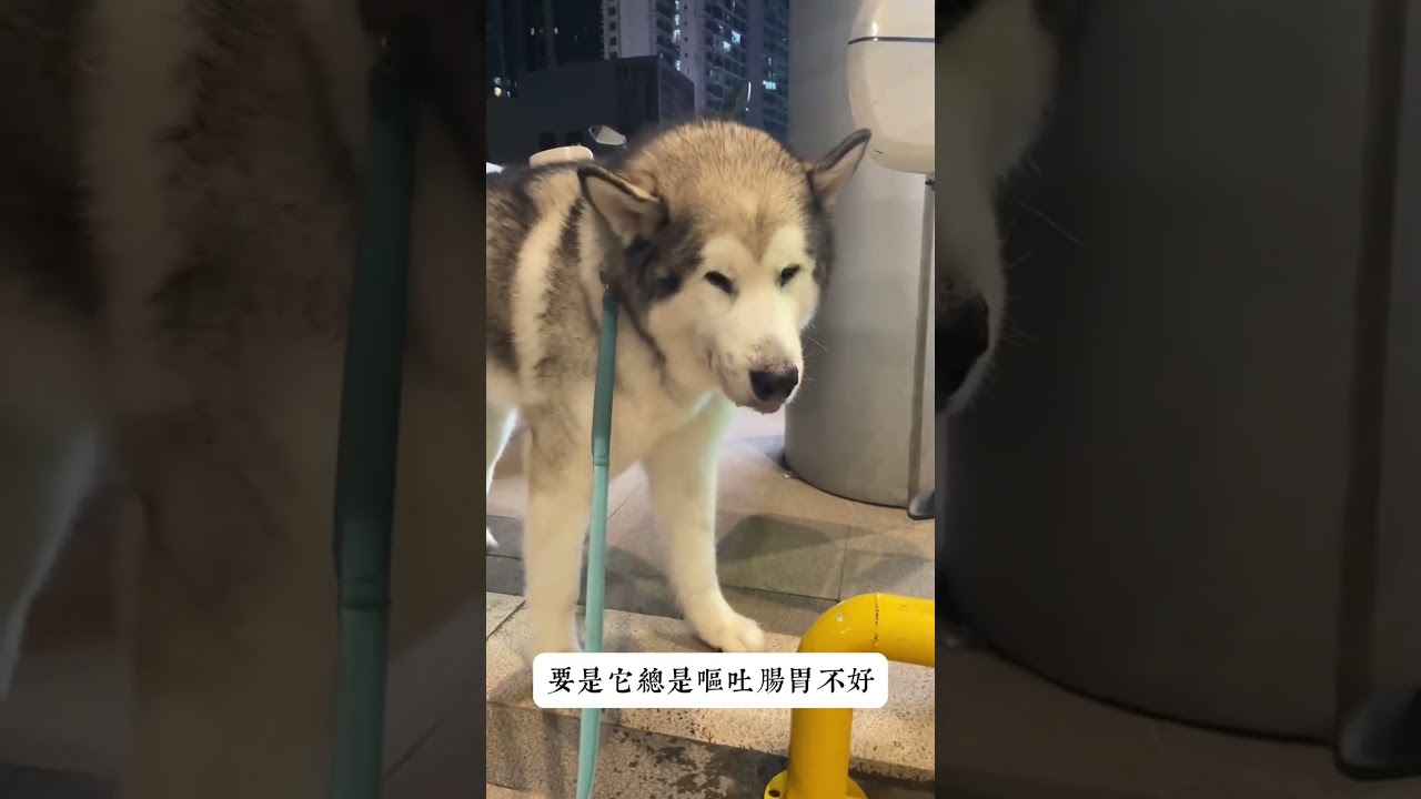 Did you know that dogs are mainly carnivorous