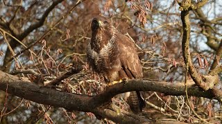 Dagje Roofvogels In De Vroege Vogelhut 20.1.2026