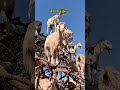 Goats Climbing Trees?! This Is Real!#facts#uniquefacts#animals#usa #shorts