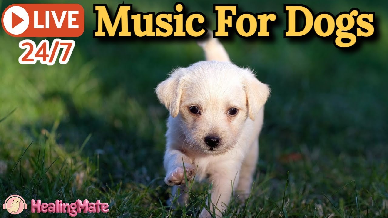 🔴Dog Music 🐶🎵Calming Music for Dogs🐶💖Anti Separation Anxiety💖🦮Sleep Music for Dogs🔴３