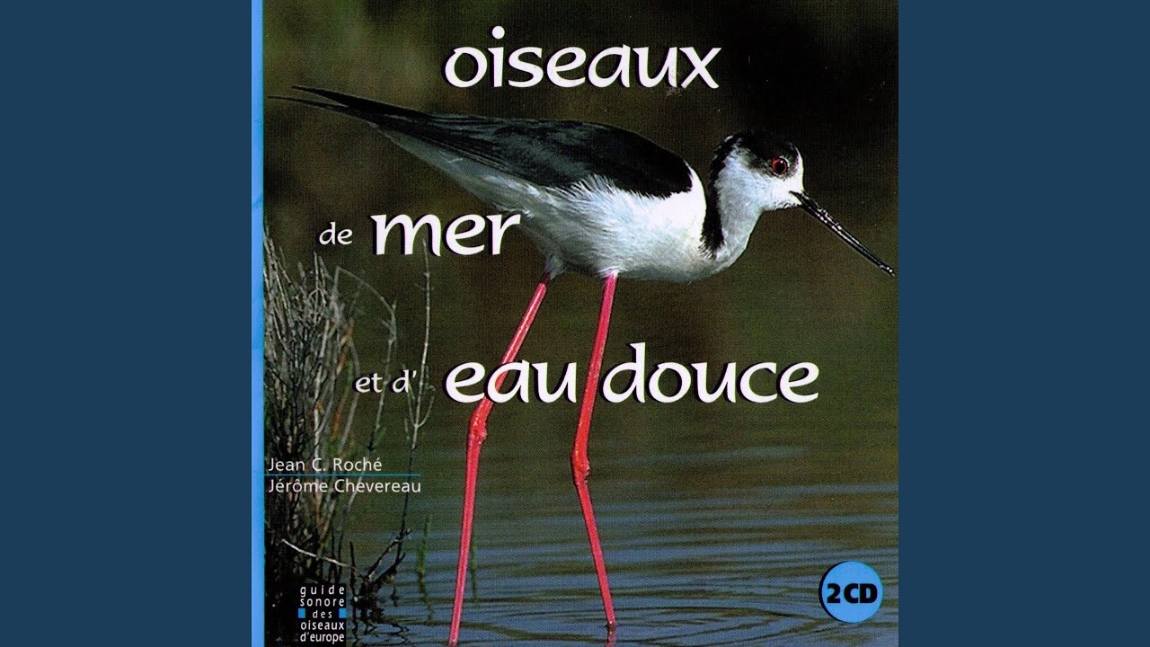 Chevalier cul blanc (Sand Piper)