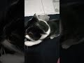 утренний приступ любви