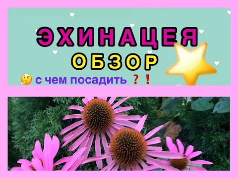 Бейне: Неліктен эхинацея пурпура (Рудбекия) өсімдігі