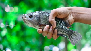 A Beginner's Guide to Tarpaulin Fish Farming and Harvesting