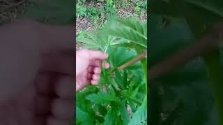 uk outdoor guerilla grow/ LST & Feed