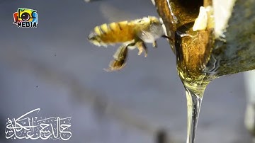 | وأوحى ربك إلى النحل || تلاوة تصويرية للقارئ خالد عبدالكافي | HD