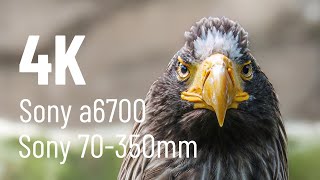 Animals With Sony A6700 70-350Mm