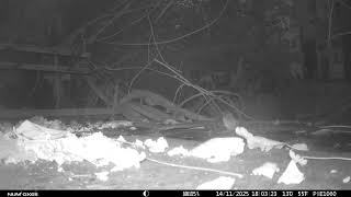 vogel onbekend tjiftjaf 1