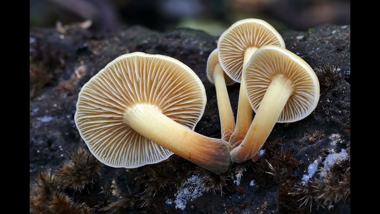 Flammulina velutipes