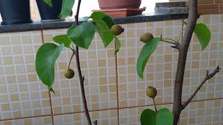 PÃ‰ DE PÃŠRA NO VASO - PLANTE UMA ÃRVORE
