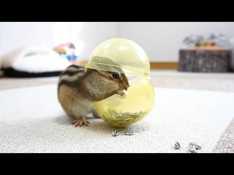 シマリス】生後7ヶ月になったリスはどれくらい賢いのか？カプセル