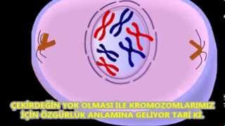 Mitozun Şarkısı