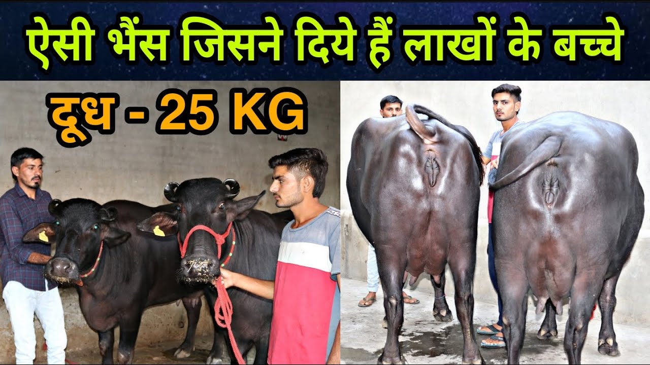 हरियाणा मूर्रा की ख़ान🥇🥇One Breeding Buffalo and 3 Top Class Buffaloes For Sale at a Farmer’s Home