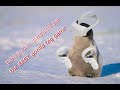 the BEST gorilla tag game!!!! (penguin paradise VR) #penguinparadise #penguin #gorillatag