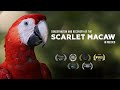 Quiz sobre la Guacamaya Roja y la Selva Lacandona