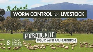 Probiotic Liquid Kelp: Nature's Worm Control for Livestock