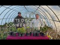 Conifer Collections - The Conifer Collector Episode 7