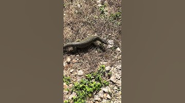 Monitor comes out of jungle as soon as I throw leftover eggs. He likes em over easy.