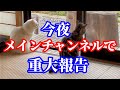 メインチャンネルで重大報告があります
