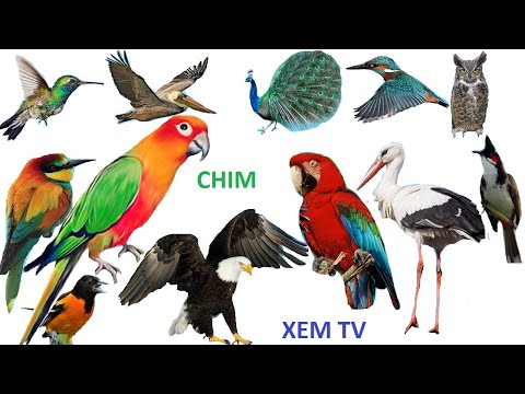 Video: Cách đặt Tên Cho Một Loài Chim