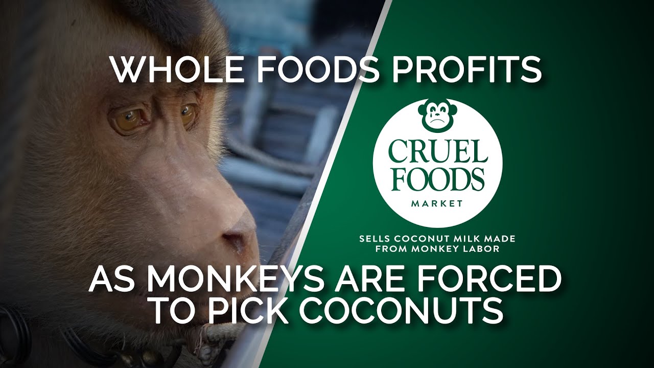 Whole Foods Sells Coconut Milk Sourced by Forced Monkey Labor YouTube