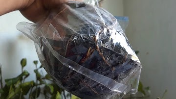 cành chiết bưởi ruby nhập trực tiếp bên thái lan đã về  . xin lh 0966662360