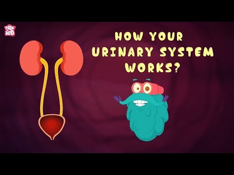 How-Your-Urinary-System-Works?---The-Dr.-Binocs-Show-|-Best-Learning-Vide