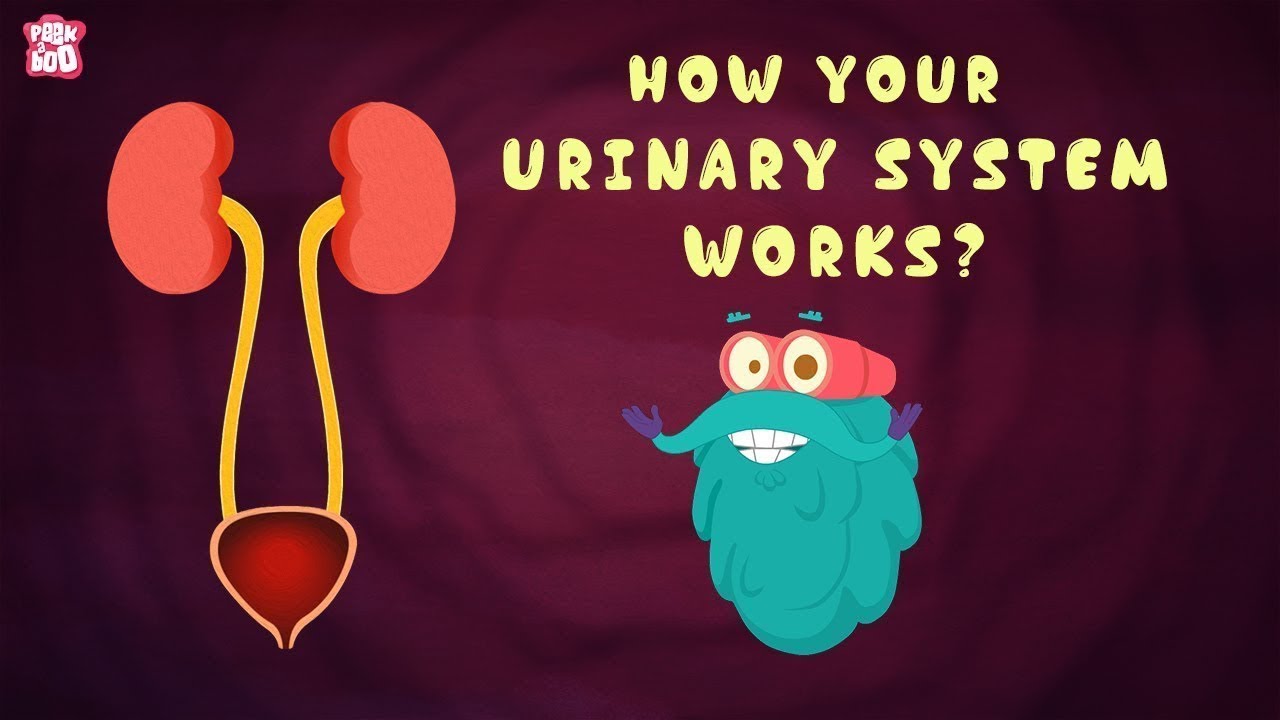 What If You Hold Your Urine For Too Long?, How Urinary System Works?