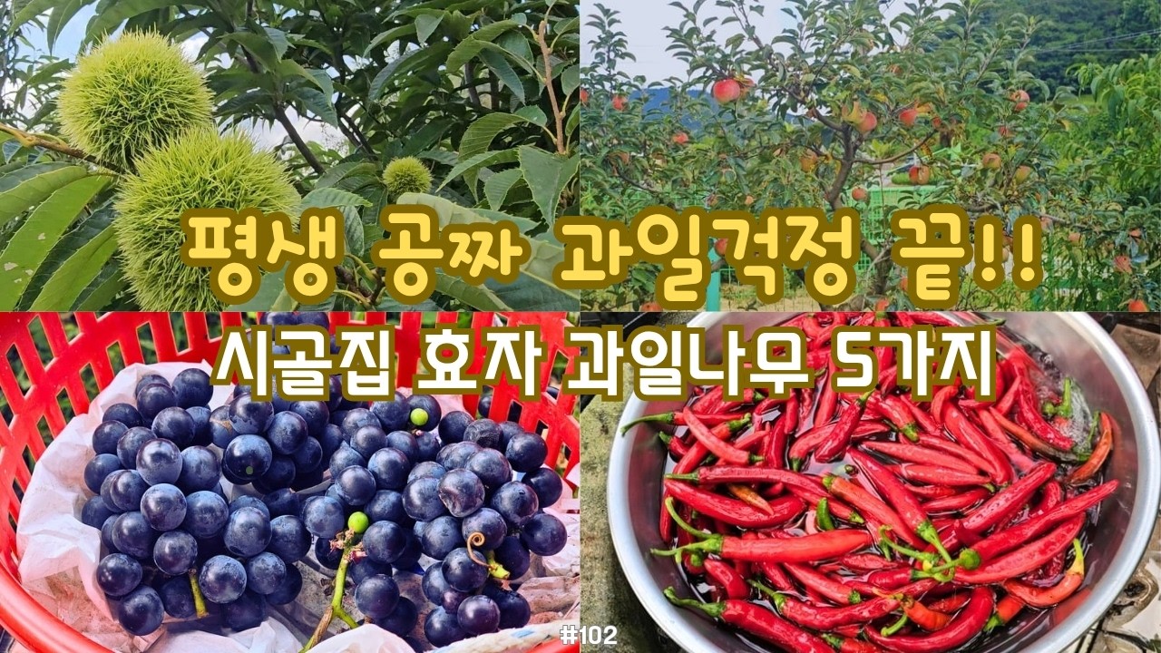 시골생활 Vlog) 🍇평생 공짜, 과일걱정 끝, 마트 갈 필요 없어요. 여름의 끝자락을 즐기는 영희의 시골정원 효자 나무 5가지, 나리온 42V 잔디깎기.