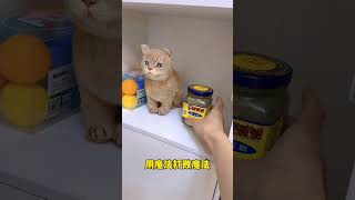 【獨生子的日常】我好像被我家猫当成了猫砂盆使 #小奶喵 #铲屎官的乐趣