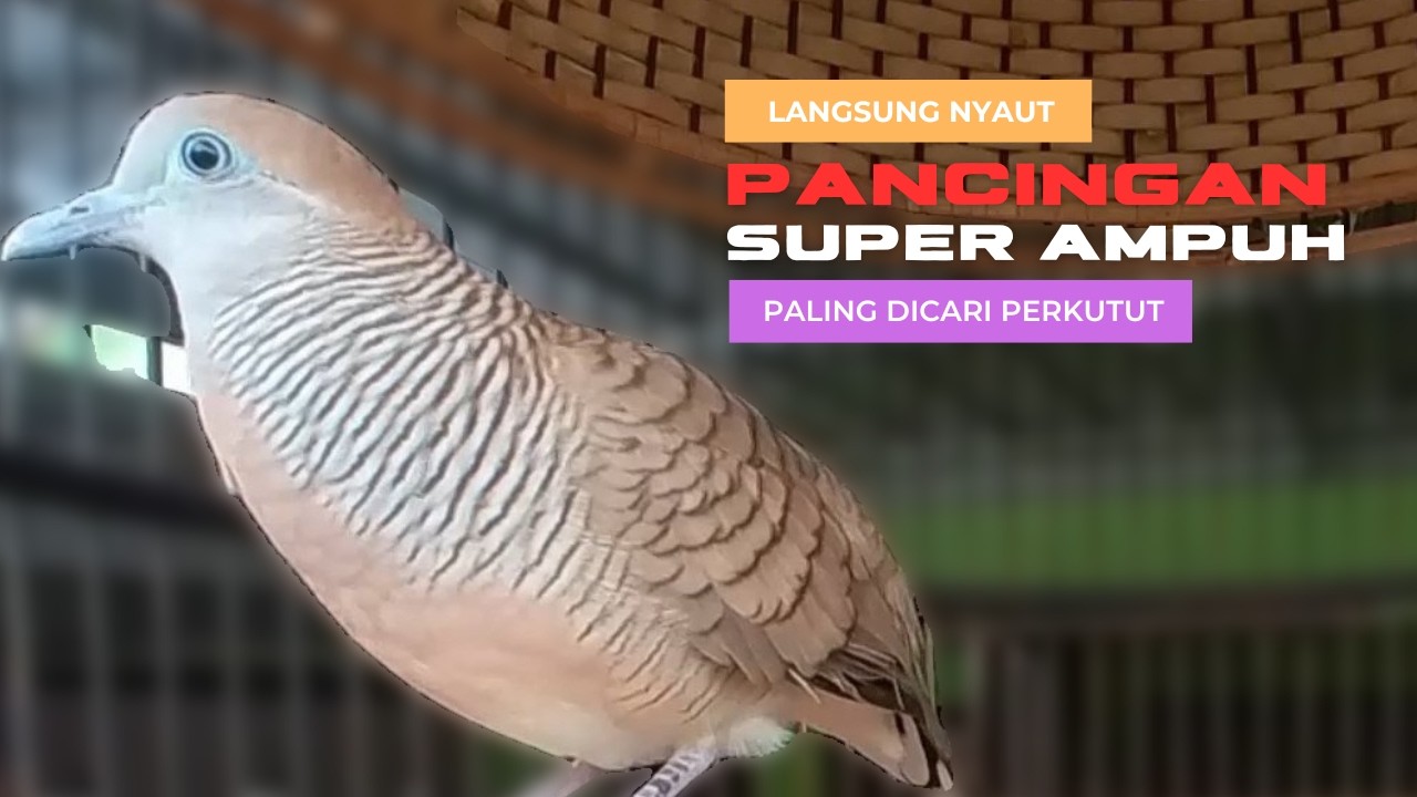 Perkutut Lokal Gacor Suara Paling DiSUKAI - Pancingan Semua Burung Perkutut Agar Cepat Bunyi - L64