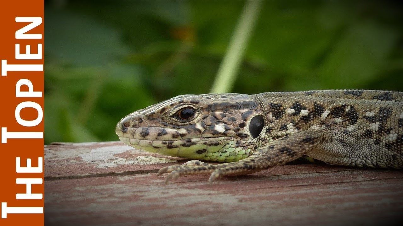 The Top Ten Coolest Lizards In The World - YouTube