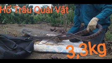 COn Rắn Hổ Trâu( Hổ Vện)To Nhất Từ Trước Tới Nay-Bẫy Rắn Tây Nguyên Dính Bầy Hổ Trâu Siêu Khủng