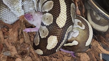 Python Squeezes Rat  !!! - Warning Live Feeding